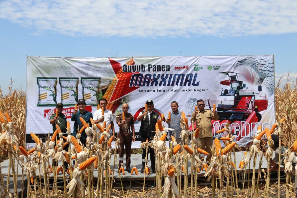 Panen Jagung Bareng PT Maxi Agri Indonesia